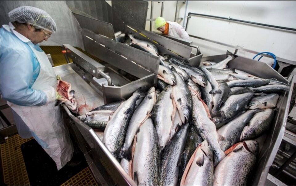 Opinion: Canada should lead in land-based fish farming