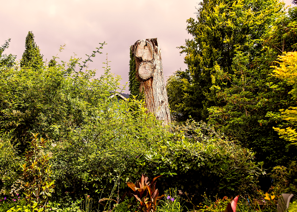 West Van neighbours sue after 60-foot tree allegedly cut