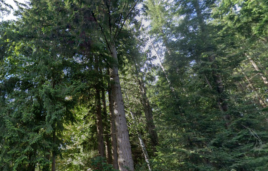 Homeowner sues, alleging neighbouring development cut down trees