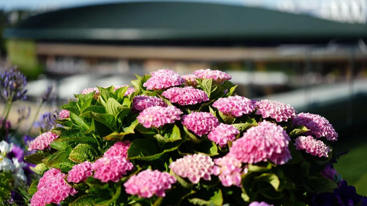 2026 Wimbledon draw: Schedule, and bracket for men’s and women’s singles in round of 16