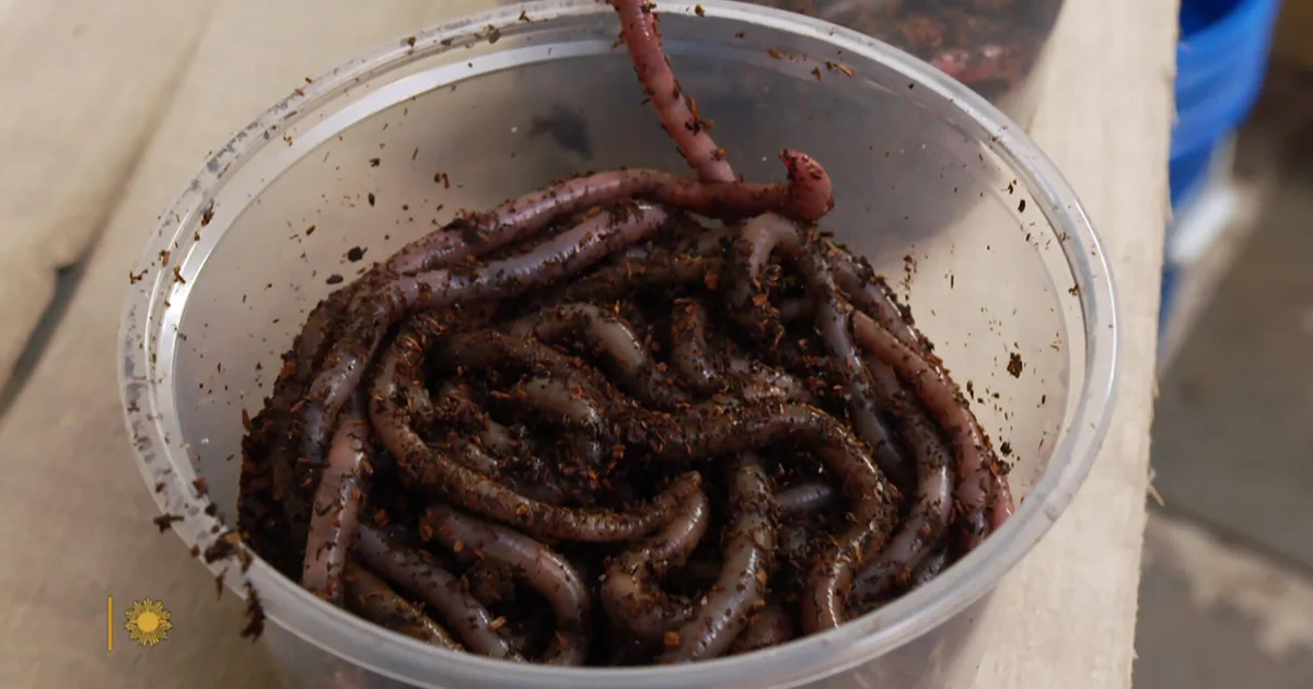 The “magic” of worm grunting