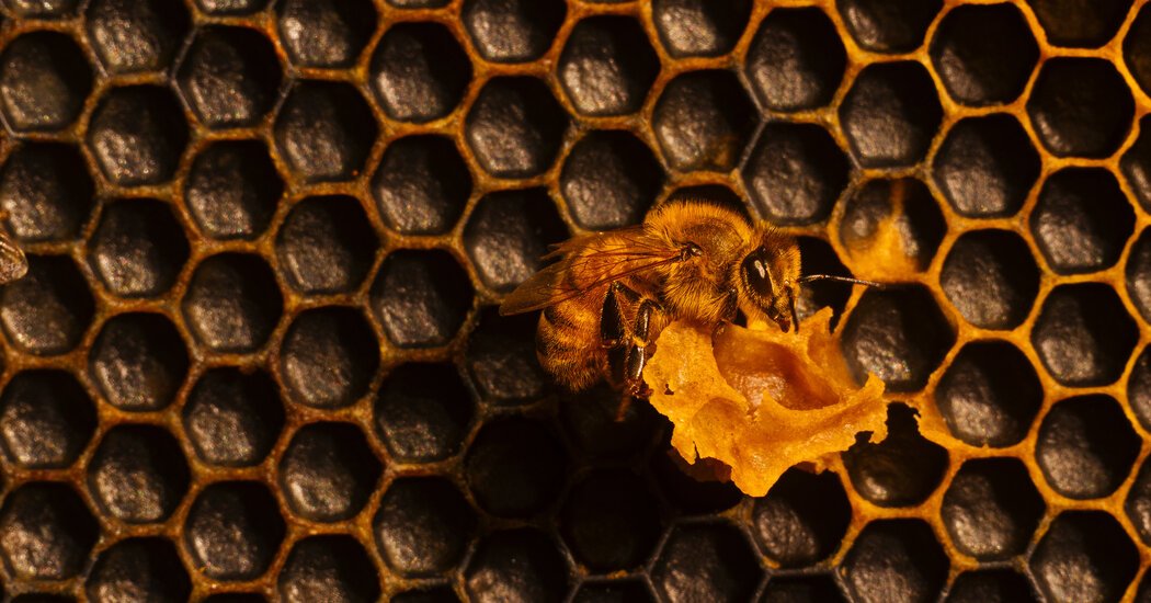 Meet the Bee Vet, Now Making Hive Calls