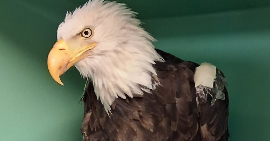 From Nest to Deathbed, Jackie the Eagle Entranced California and Beyond