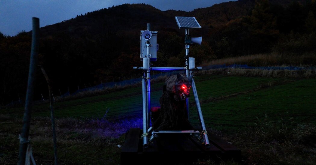 Can Robots Save Japan’s Aging Cherry Blossom Farmers?