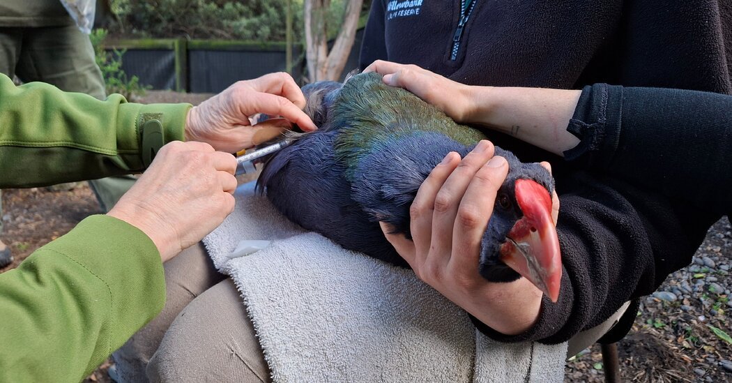 New Zealand is Racing to Vaccinate Its Endangered Birds Against Bird Flu