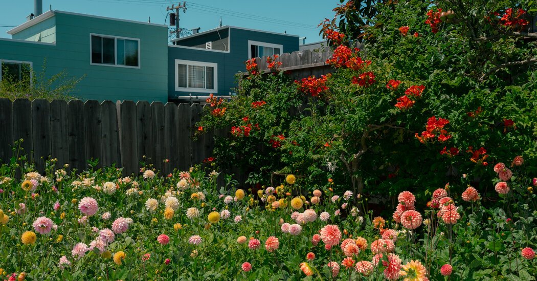 The Delight of San Francisco’s Dahlias