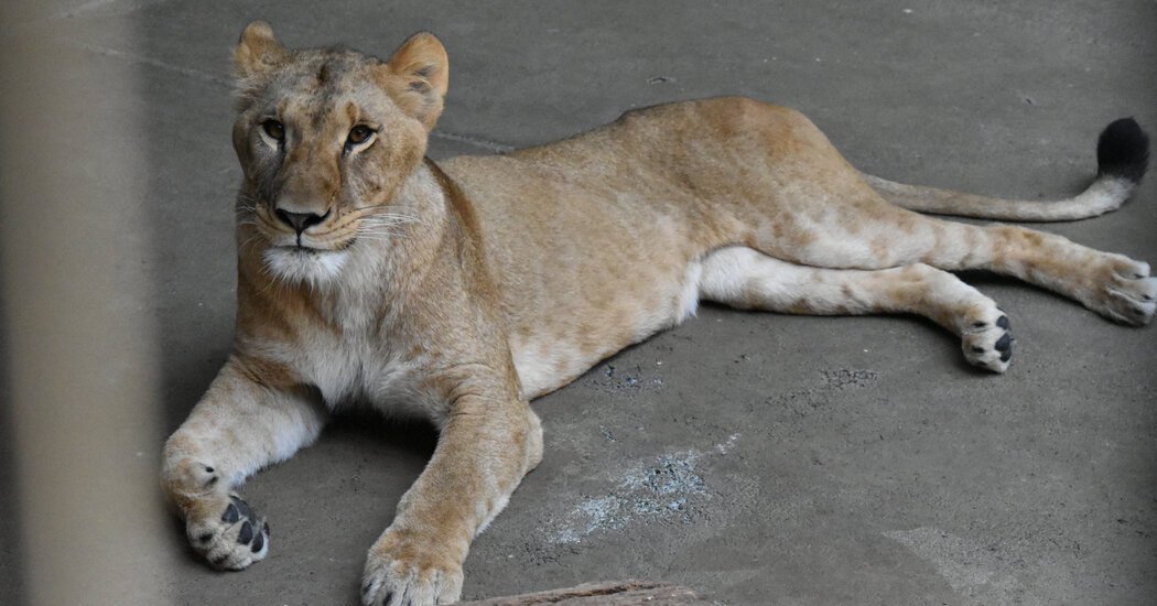 Stressed by Heat, 3 Lions Die at Tokyo Zoo