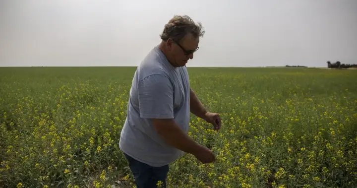 Saskatchewan senator, farmer Todd Lewis dies at 65