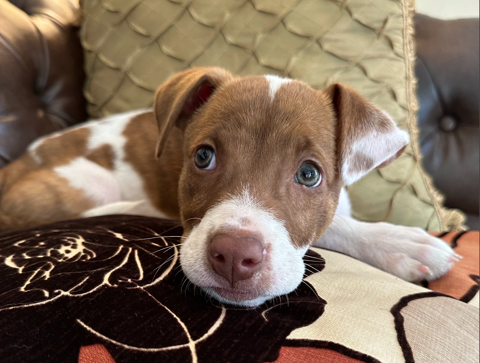 How to Turn Your Favorite Pet Photos Into Cute iPhone Emoji in 4 Easy Steps