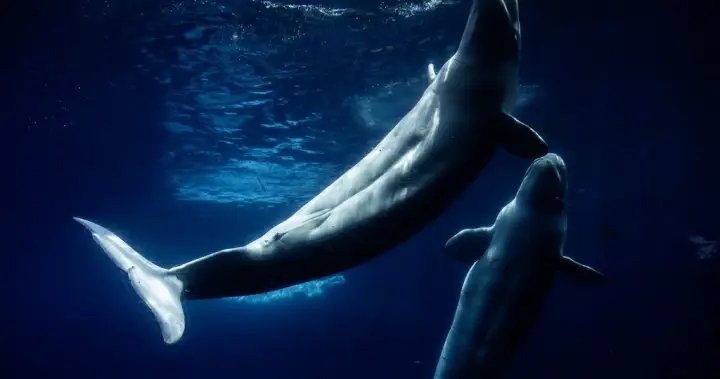 Everyone loved Marineland – then the tide turned. A look inside the park’s final days