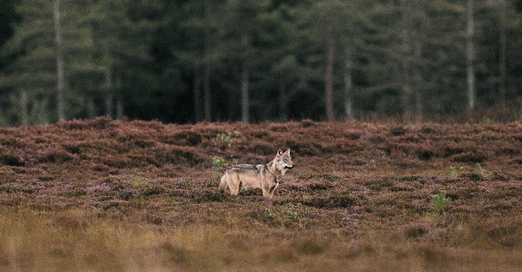 When a Rare Wolf Got Too Close, Denmark Faced a Conservation Dilemma