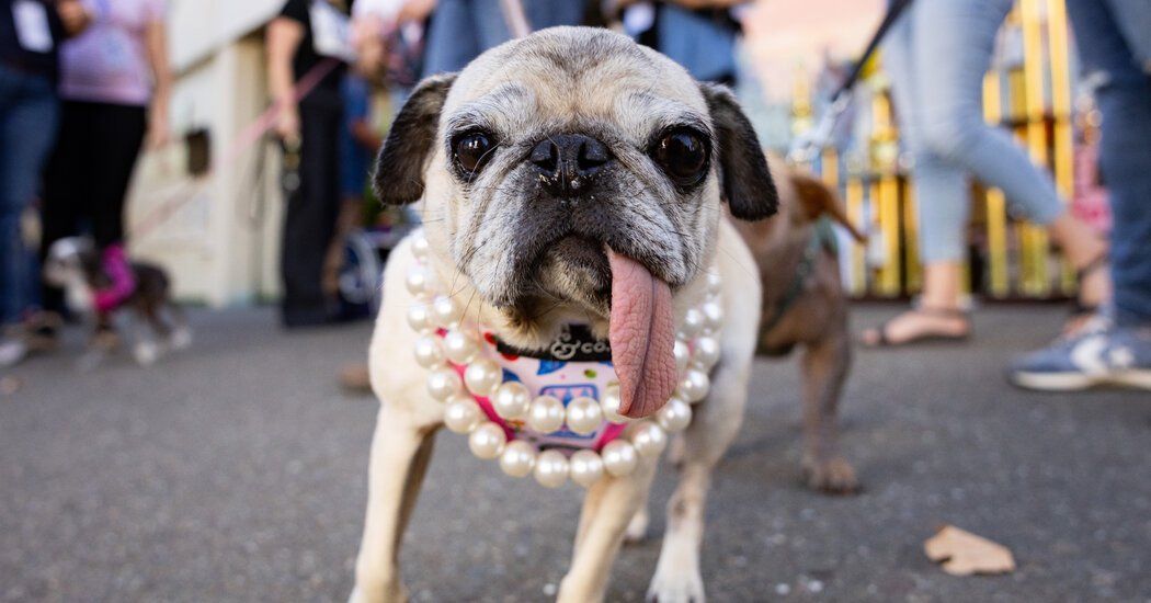 Meet Jinny Lu, the World’s Ugliest Dog of 2026