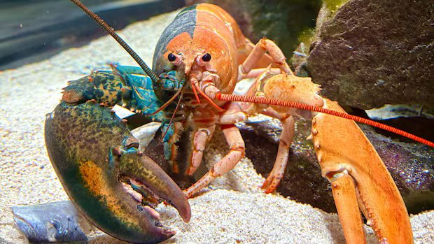 One in 50 million: Oscar the two-coloured lobster lands in N.S. aquarium