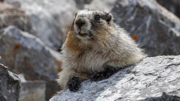 ‘It’s pretty common’: Mountain marmot hitches ride to Calgary-area home