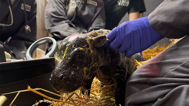 Move over, Moo Deng: Pygmy hippo calf born at Toronto Zoo