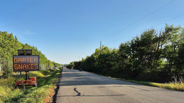 Brake for snakes: Strathcona County hopes to prevent garter snake deaths on rural road