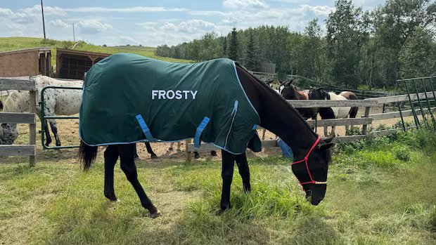 Sask. horse gets 2nd chance at life after being rescued from frozen creek near Cochin
