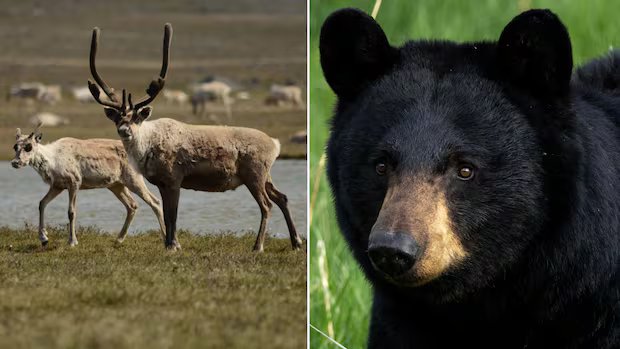 Alberta says hunting bears with dogs will protect caribou. The province’s former caribou manager disagrees