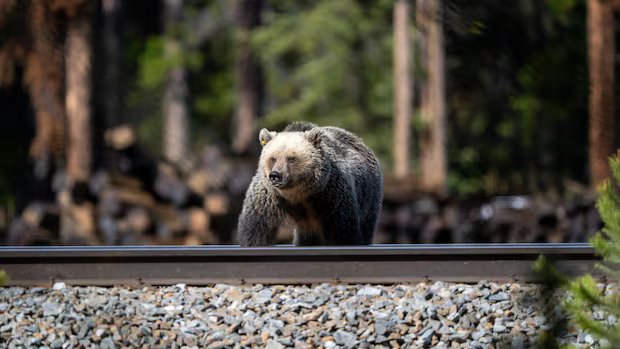 Off-leash dogs increase chance of human-bear conflict: study
