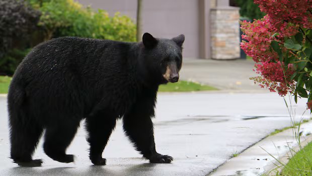 Wrong bear killed by RCMP after girl attacked in Maple Ridge, B.C.