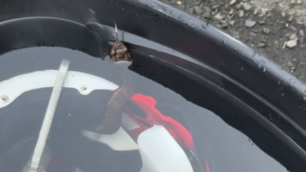 High school football player in Arkansas finds viper in helmet