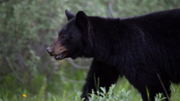 Bear encounters in Canada: What’s been happening and how can you reduce the risks?