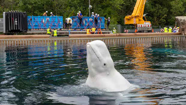 Another 6 whales being moved out of Marineland, headed to U.S.