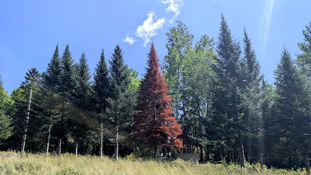 Record drought threatens future of New Brunswick’s balsam firs