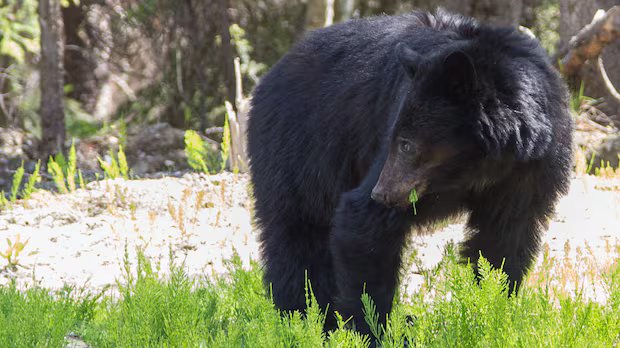 Conservation officers say RCMP weren’t mistaken in shooting bear that attacked 3-year-old