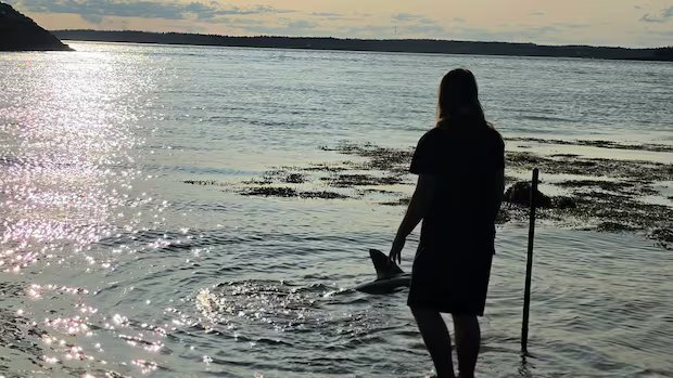 Meet Finn, the 15-year-old who saved a shark in New Brunswick
