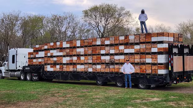 ‘Effectively, we’re out of business’: U.S. tariffs cut Manitoba honey farm off from vast majority of customers