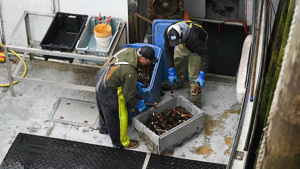 Federal government removes seafood and fish products from counter-tariff list