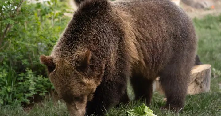 Fitz the grizzly bear briefly escapes his enclosure at the Calgary Zoo – Calgary