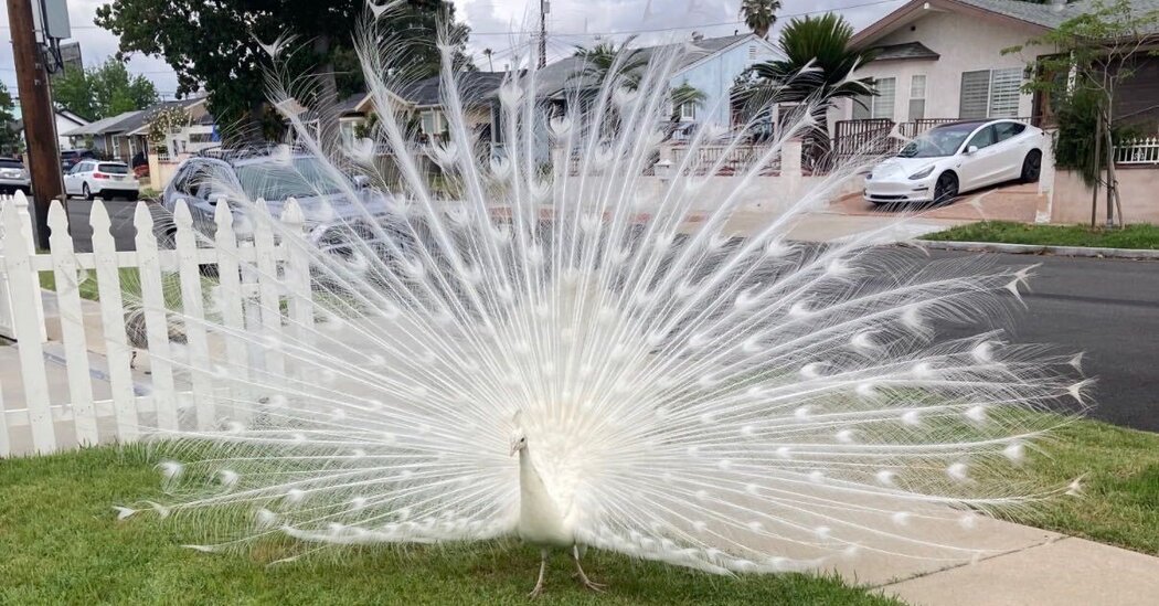Officials Investigating Postal Worker in Assault on a Peacock