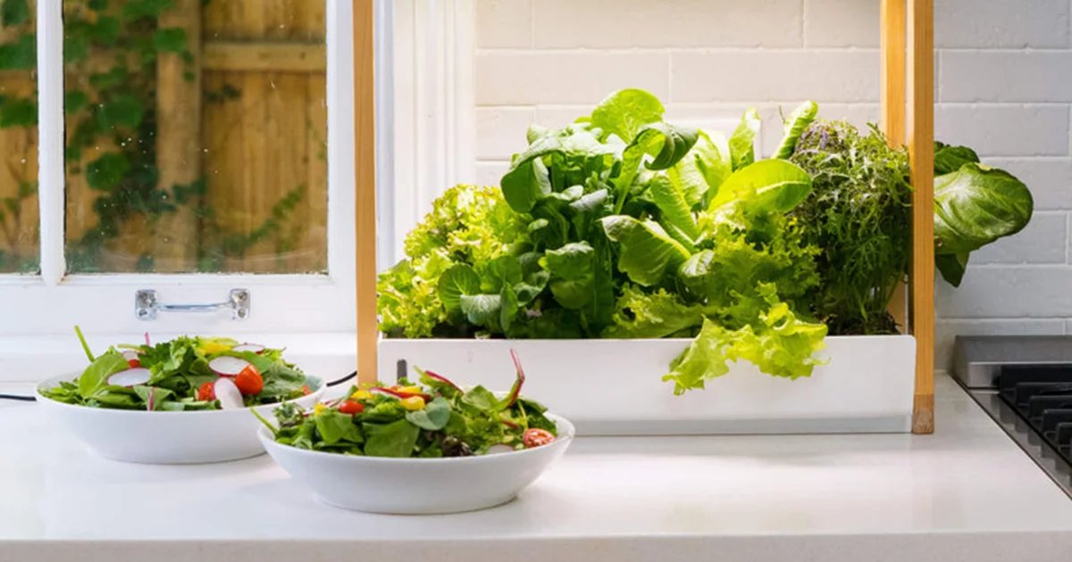 7 Best Indoor Garden Systems of 2026