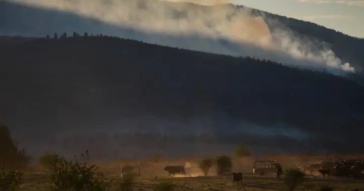 Why some B.C. farmers stay to fight, despite wildfire evacuation orders – National
