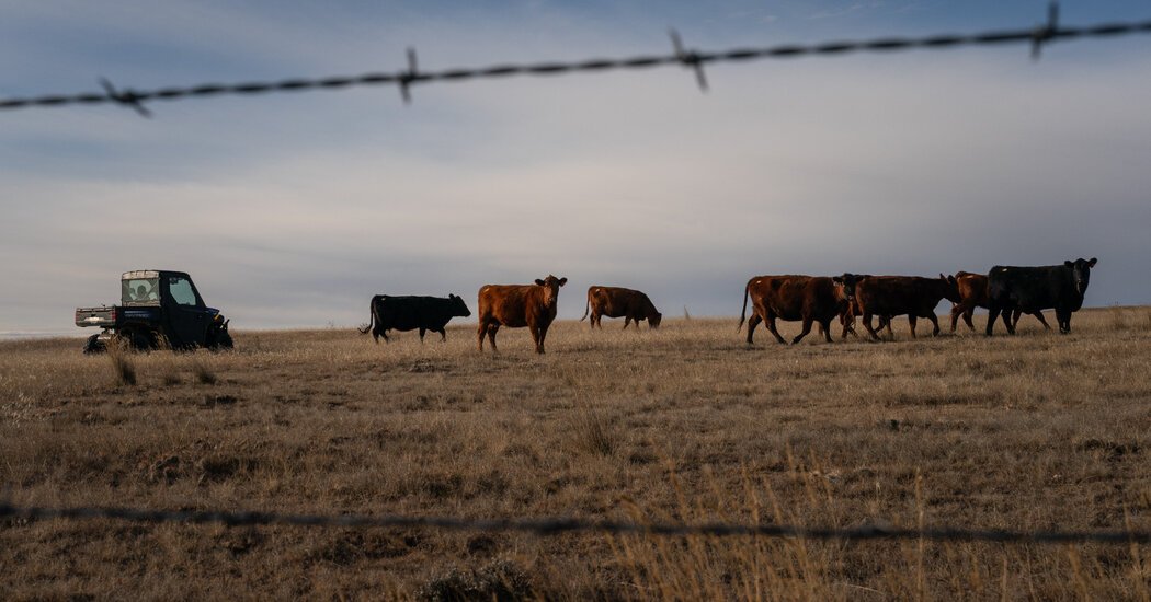 G.O.P. Lawmakers Rebuke Trump on Plan to Increase Beef Imports