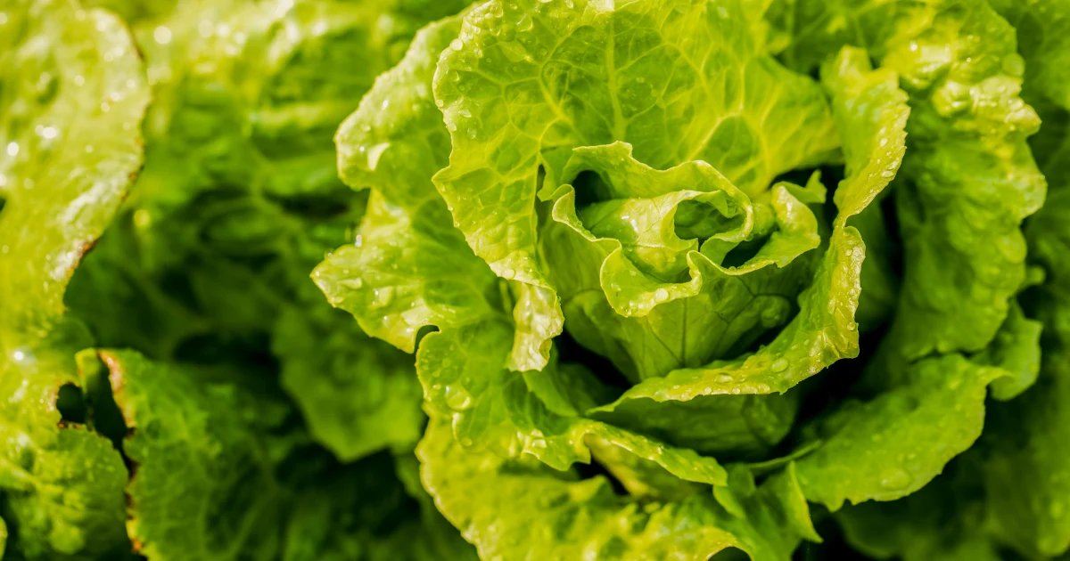 Michigan lifts lettuce warning as state’s cyclosporiasis cases fall