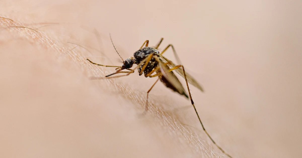 West Nile Virus Symptoms, Causes and Prevention: What to Know
