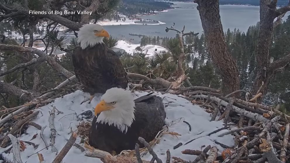 WATCH:  How Jackie the bald eagle brought millions of people together