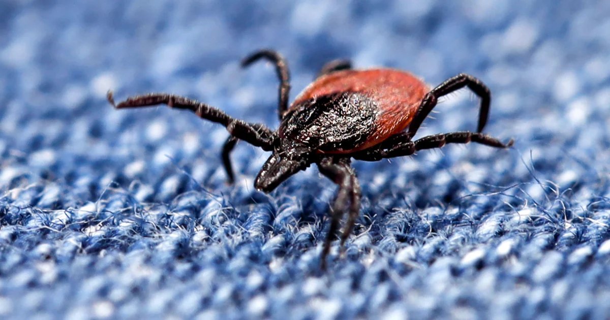 Ticks that cause Lyme and other diseases have migrated south. Are doctors ready?