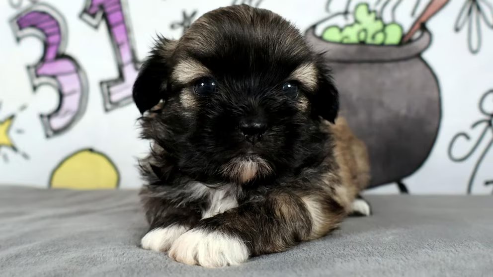 WATCH:  Pet cloning boom: Why some owners are paying big to bring pets back