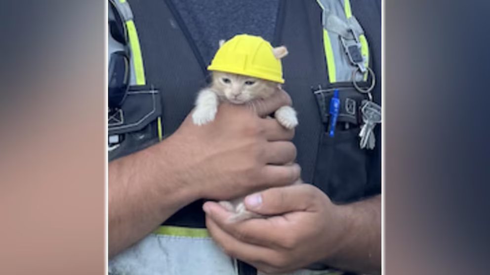 WATCH:  Kitten gets tiny hard hat after rescue from excavator