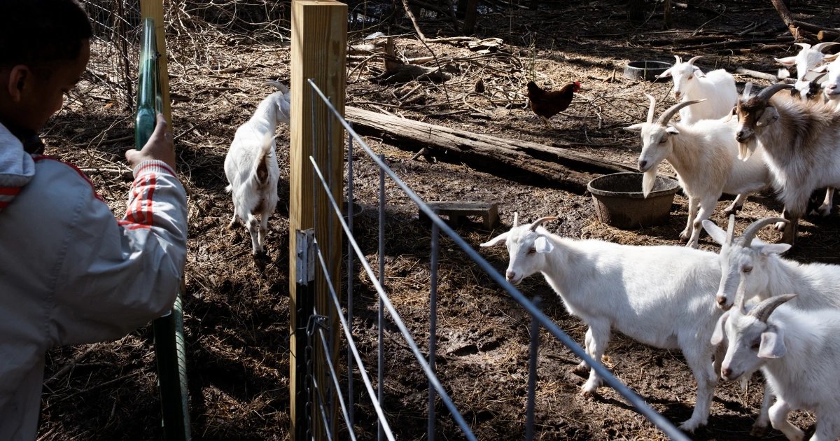 Four baby goats at mobile petting zoo in North Carolina test positive for rabies