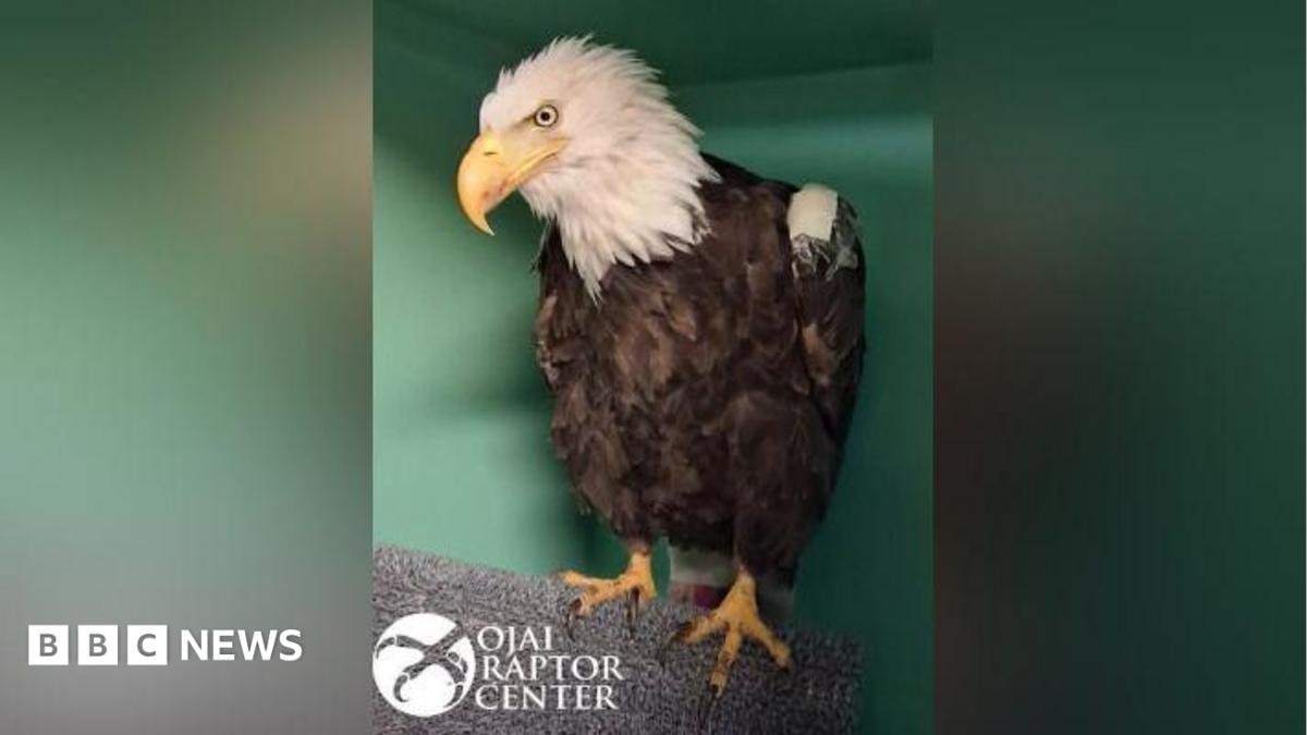 Jackie the bald eagle dies after weeks of intensive care