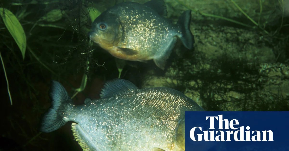 Piranha drama: boy, 8, hooks fearsome exotic fish in Pennsylvania lake | Pennsylvania