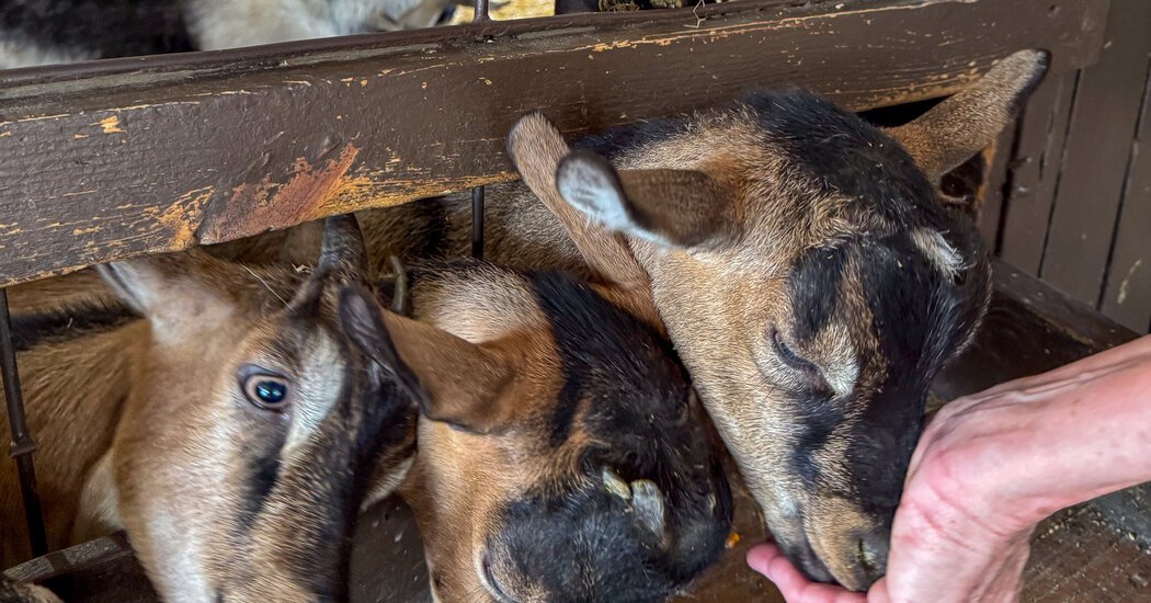 Baby Goats From a Traveling Petting Zoo Test Positive for Rabies