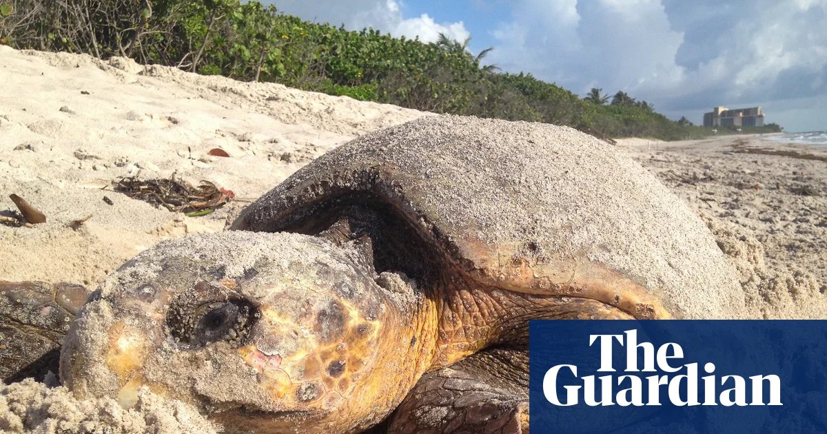 Florida sets record for sea turtle nests but Trump move could stall recovery | Marine life