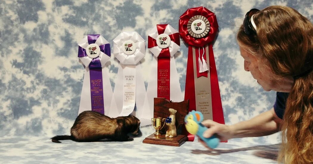 ‘I Work, I Sleep, I Eat, I Ferret’: Notes From an Obsessive Subculture