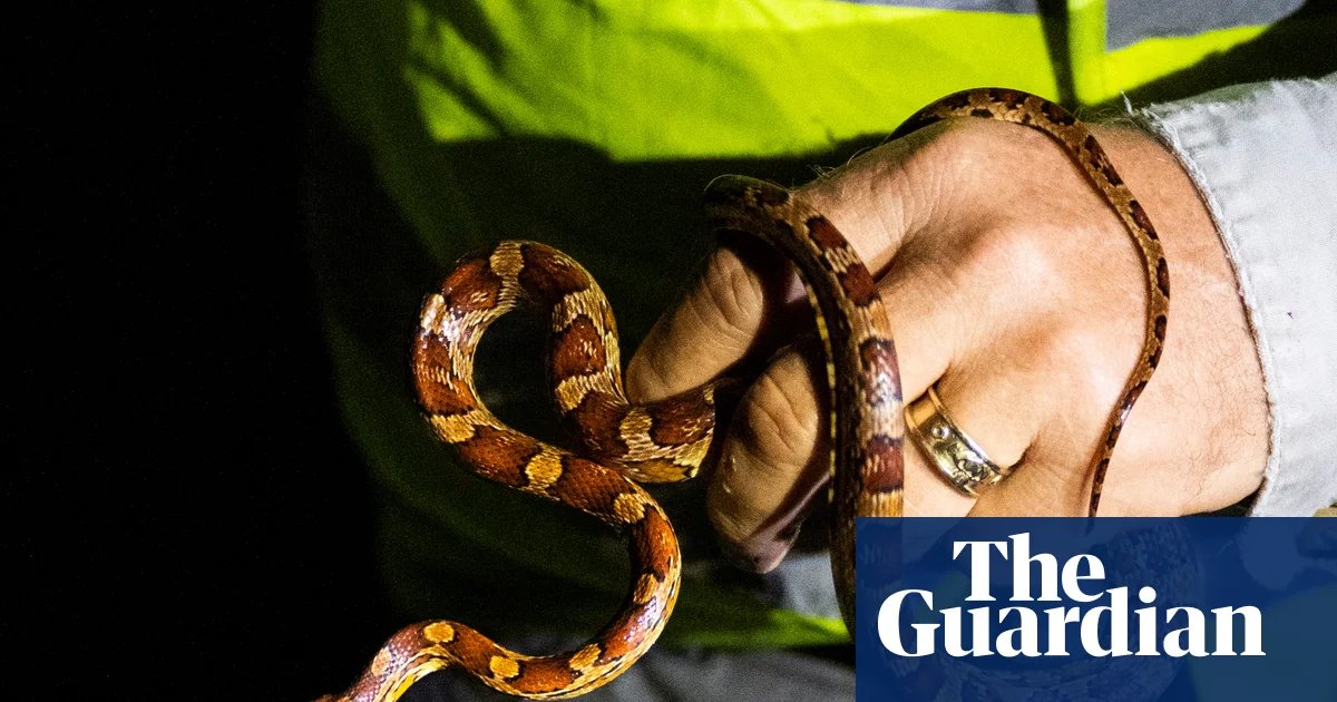 Winner of Florida python hunting contest nabs 96 snakes: ‘I was on a mission’ | Florida